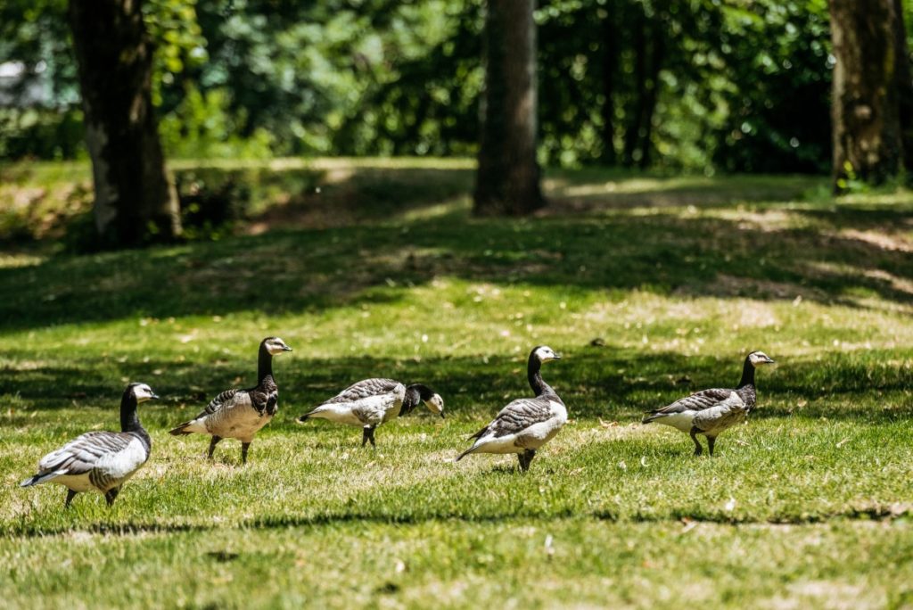 Resident ducks
