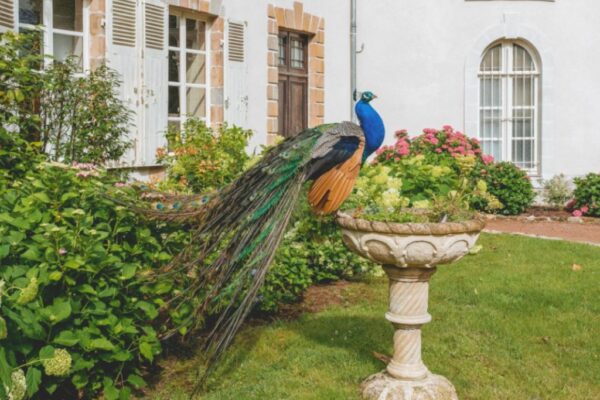 our private garden feature our peacock called Louis