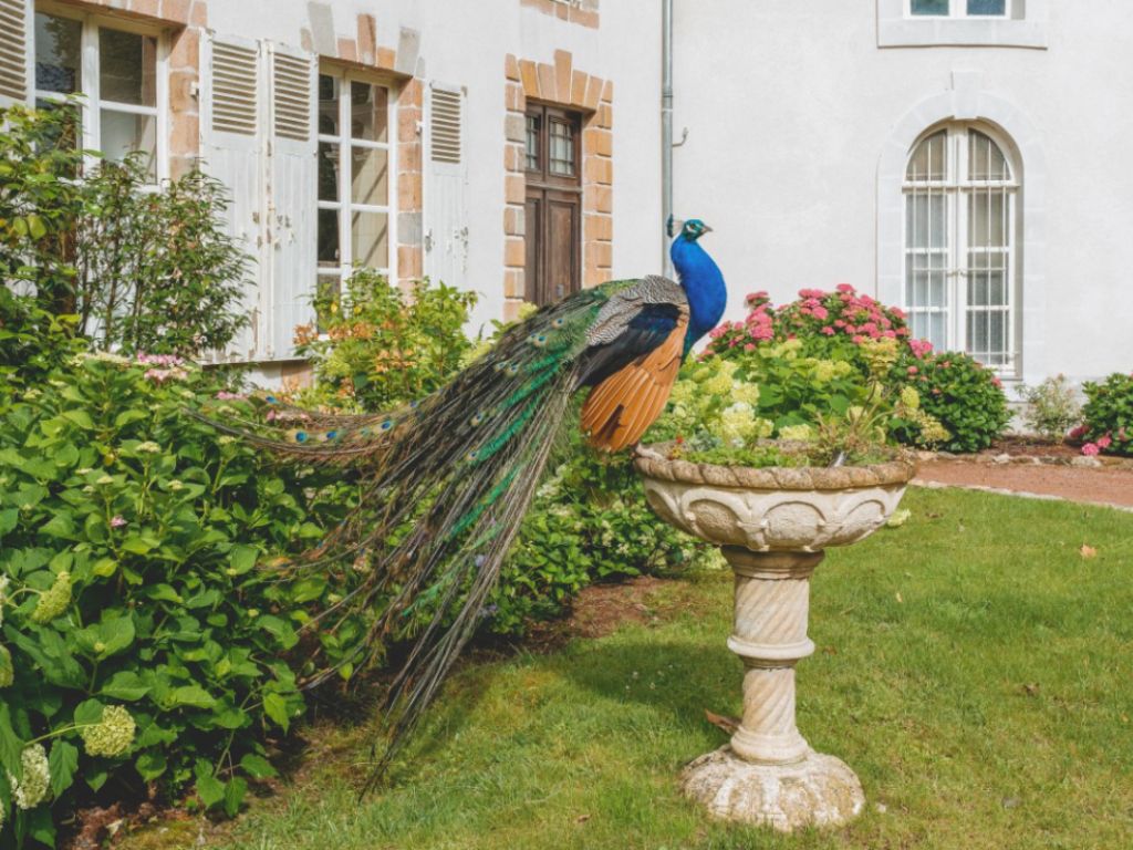 our private garden feature our peacock called Louis